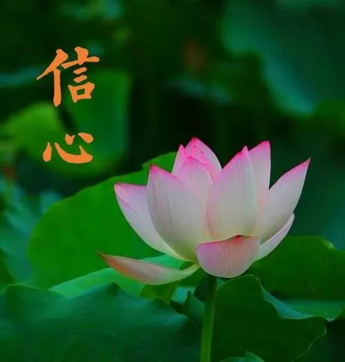 【般若明灯】法藏法师：修行三要之“信心”