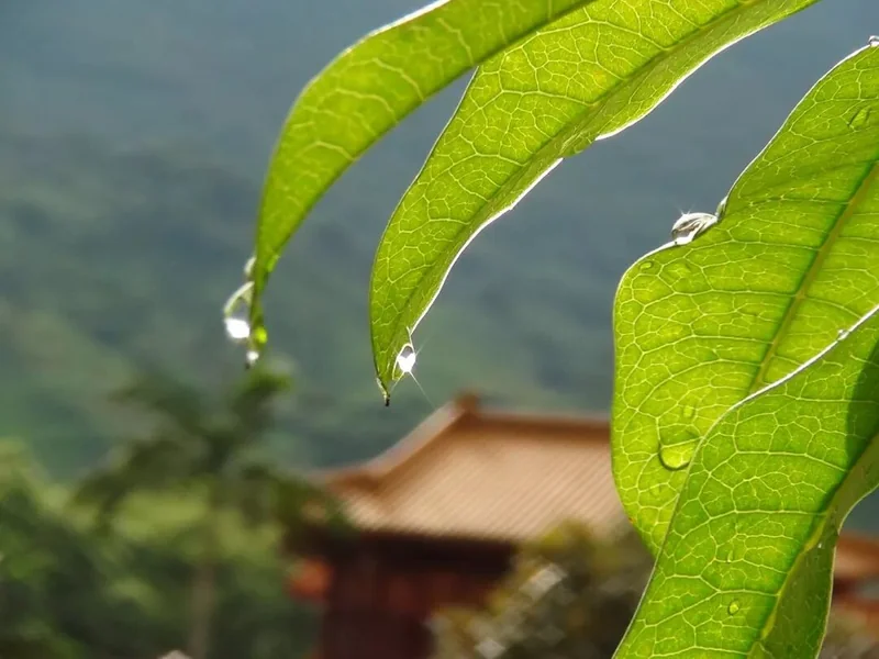 【灵石剪影】2018年灵石律寺恭迎观世音菩萨出家吉日诵经念佛法会