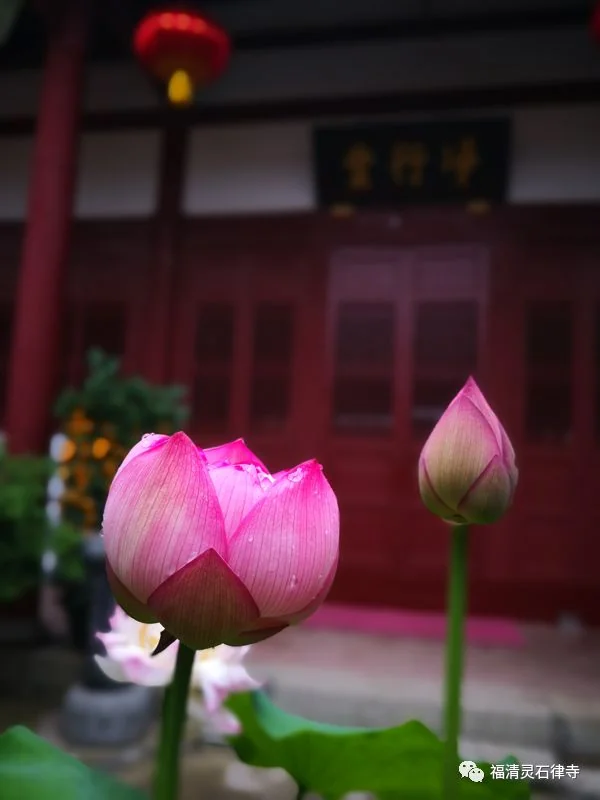 以戒为师，净土为归–福清灵石寺梵行律学苑2019年春季招生简章