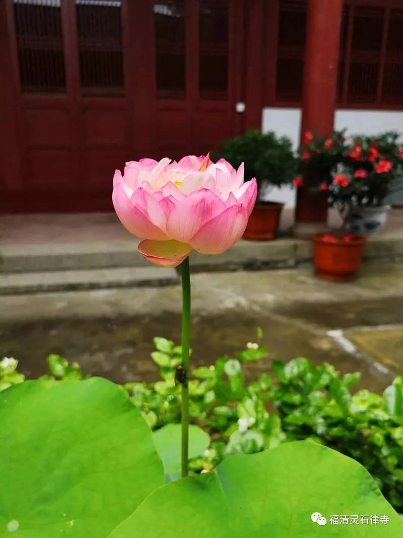 【学佛行仪之入寺院第四之六】为什么要去寺院？ （二）