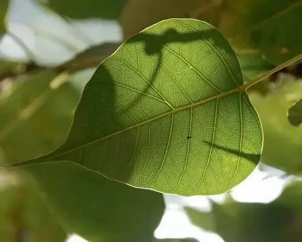【甘露法语】菩萨的一切事业离不开这三件事！
