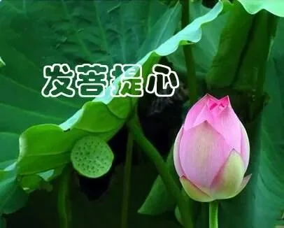 【甘露法语】菩提心是成佛的唯一因心\u200b！
