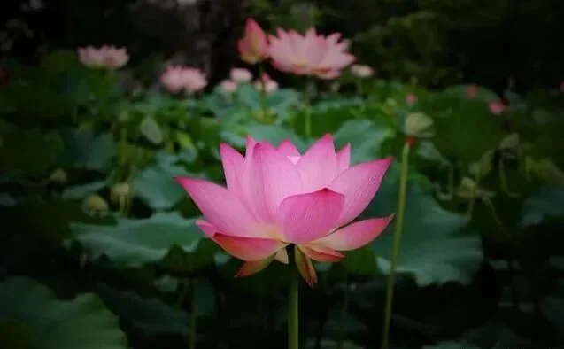 【持戒法语55】虚云大师：能持戒律，方有导师；戒相虽多，五戒为本！