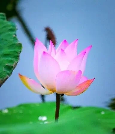 【戒香普熏】《大方等大集经》：庄严自在心，是名戒璎珞！