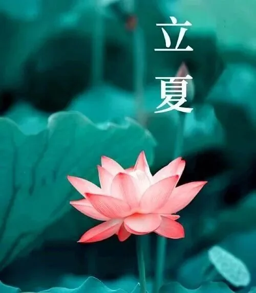 【彼岸花开】立夏劝念佛：立夏清和念佛忙，弥陀句句自承当！